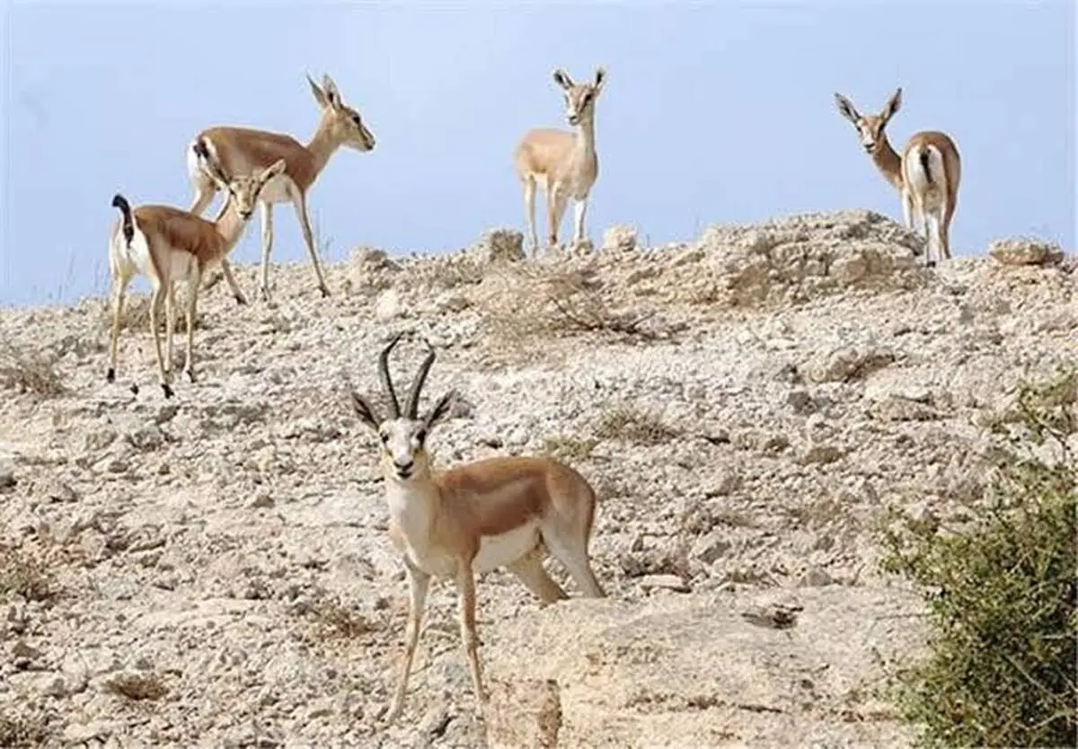 پناه آوردن آهوان خارک به خیابان‌ها در پی صدای انفجارها+فیلم