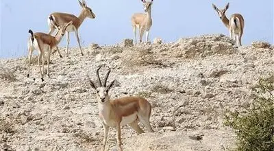 پناه آوردن آهوان خارک به خیابان‌ها در پی صدای انفجارها+فیلم