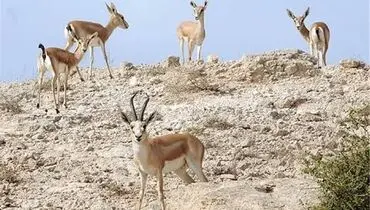 پناه آوردن آهوان خارک به خیابان‌ها در پی صدای انفجارها+فیلم