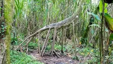 درختی که «پا» دارد و بعضی‌ها می‌گویند «راه می‌رود»