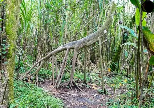 درختی که «پا» دارد و بعضی‌ها می‌گویند «راه می‌رود»
