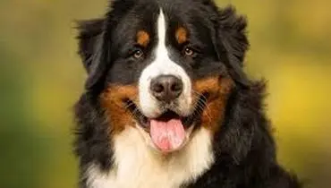 همه چیز درباره سگ برنس مانتن داگ: وفادار، قوی و پرانرژی