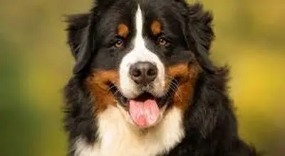 همه چیز درباره سگ برنس مانتن داگ: وفادار، قوی و پرانرژی