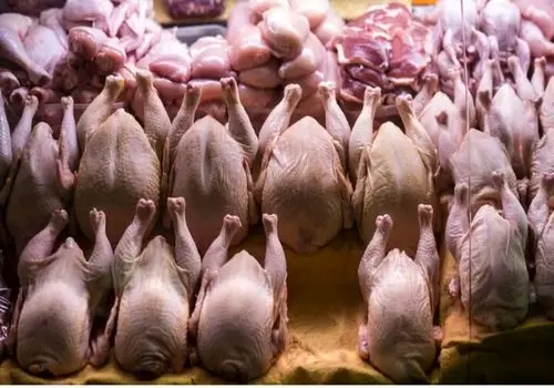 قیمت مرغ امروز چهارشنبه ۵ آذر ۱۴۰۴