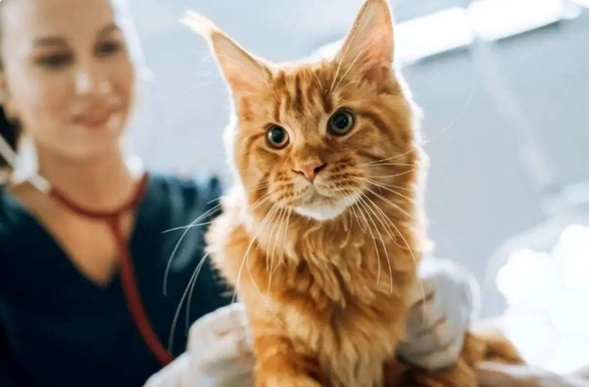 ارتباط حیرت‌انگیز میان سرطان انسان و گربه