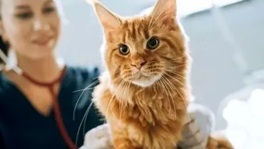 ارتباط حیرت‌انگیز میان سرطان انسان و گربه