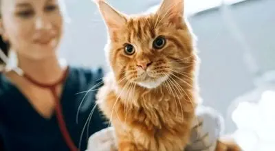 ارتباط حیرت‌انگیز میان سرطان انسان و گربه