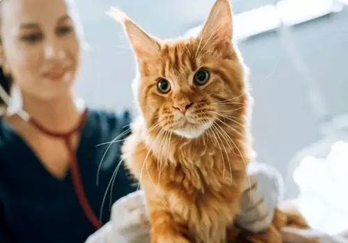 ارتباط باورنکردنی میان سرطان انسان و گربه

