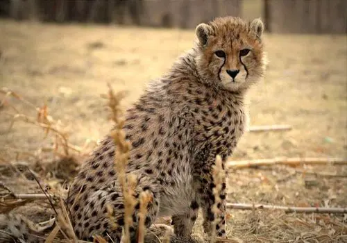 آخرین فرصت برای نجات یوزپلنگ آسیایی
