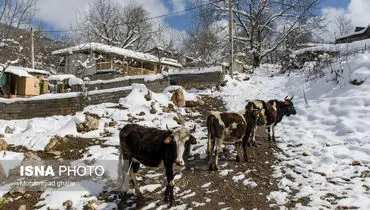 زمستان این روستای ییلاقی را از دست ندهید+ تصاویر