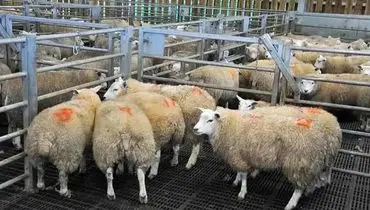 قیمت دام زنده امروز ۲۰ آبان 1404 + جدول