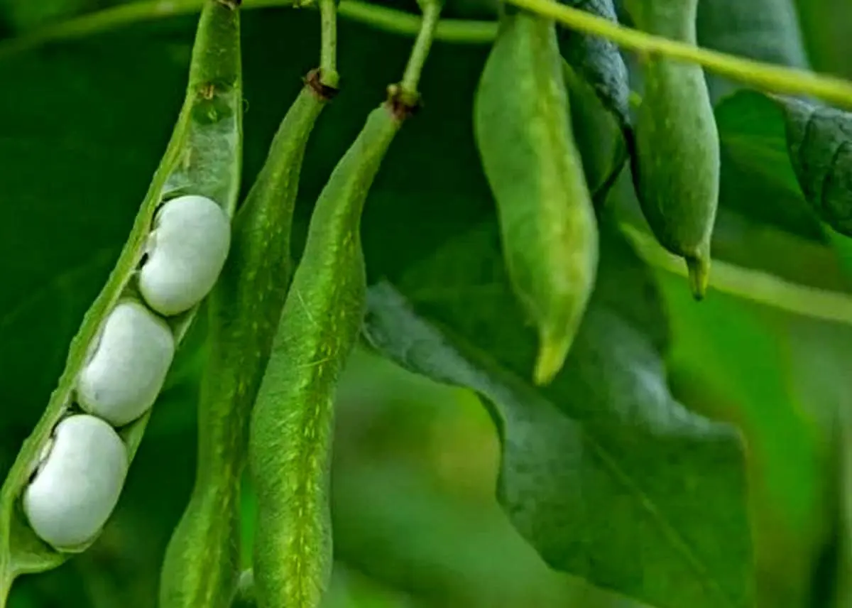 از این جایگزین سبز و مقوی، گوشت قرمز غافل نشوید!