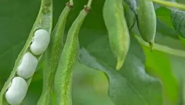 از این جایگزین سبز و مقوی، گوشت قرمز غافل نشوید!