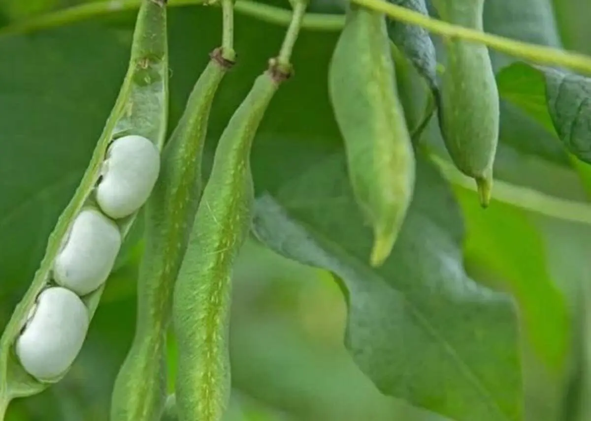 از این جایگزین سبز و مقوی، گوشت قرمز غافل نشوید!