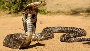سالی ۵.۴ میلیون نفر در جهان مارگزیده می شوند

