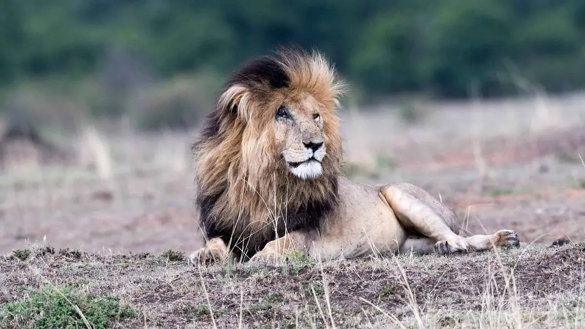 اسکارفیس؛ شیری که لقب بدنام‌ترین شیر در جنگل را از آن خود کرد!+ عکس