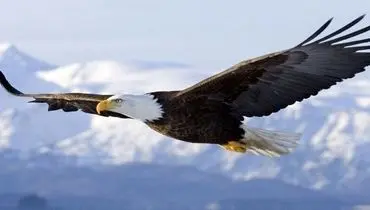 برخورد عقاب با هواپیما +ویدئو