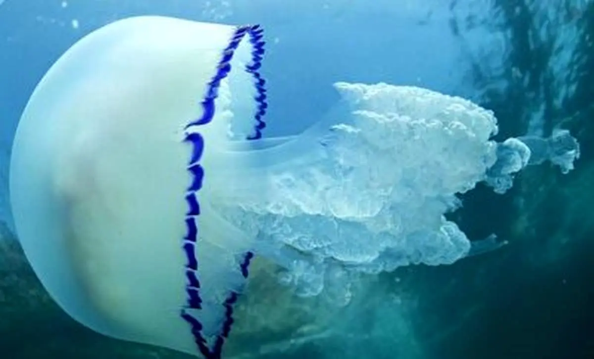 مشاهده یک گونه خطرناک عروس دریایی همنوع‌خوار! فیلم