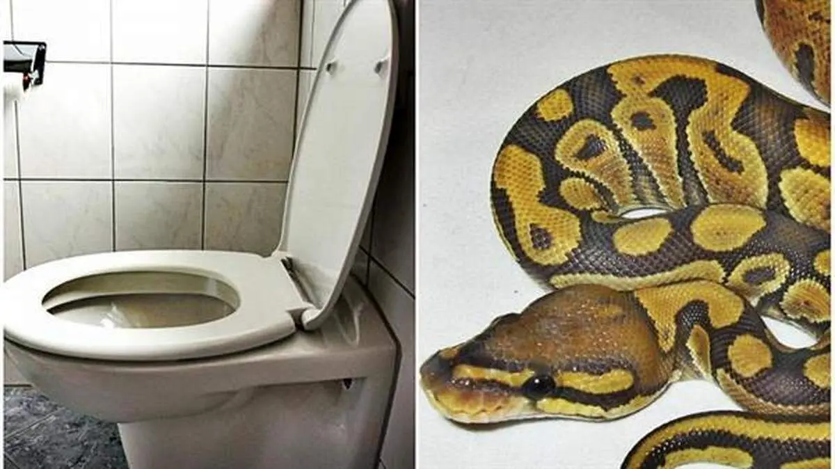 با دیدن این مار دیگه از توالت فرنگی استفاده نمی کنید + فیلم