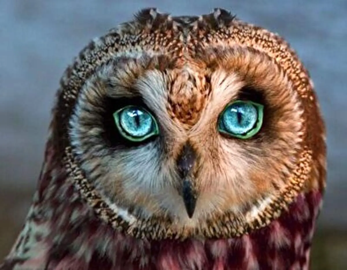 گوش عجیب جغد که شاید تابحال از نزدیک ندیده باشید!+ فیلم