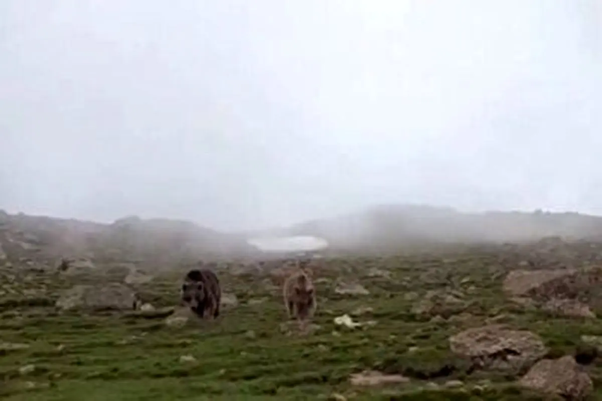 غذا دادن این مرد دلسوز به خرس مادر و توله هایش در ارتفاعات اردبیل + فیلم