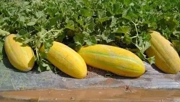 بعد از خربزه این خوراکی ها را نخورید