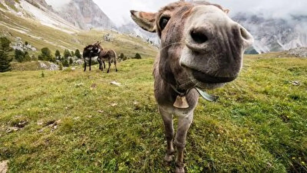 اقدام غیرانسانی وادار کردن الاغ به کشیدن حشیش برای حمل بار بیشتر!+ فیلم