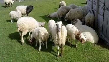 قیمت دام زنده برای ایام عید قربان اعلام شد