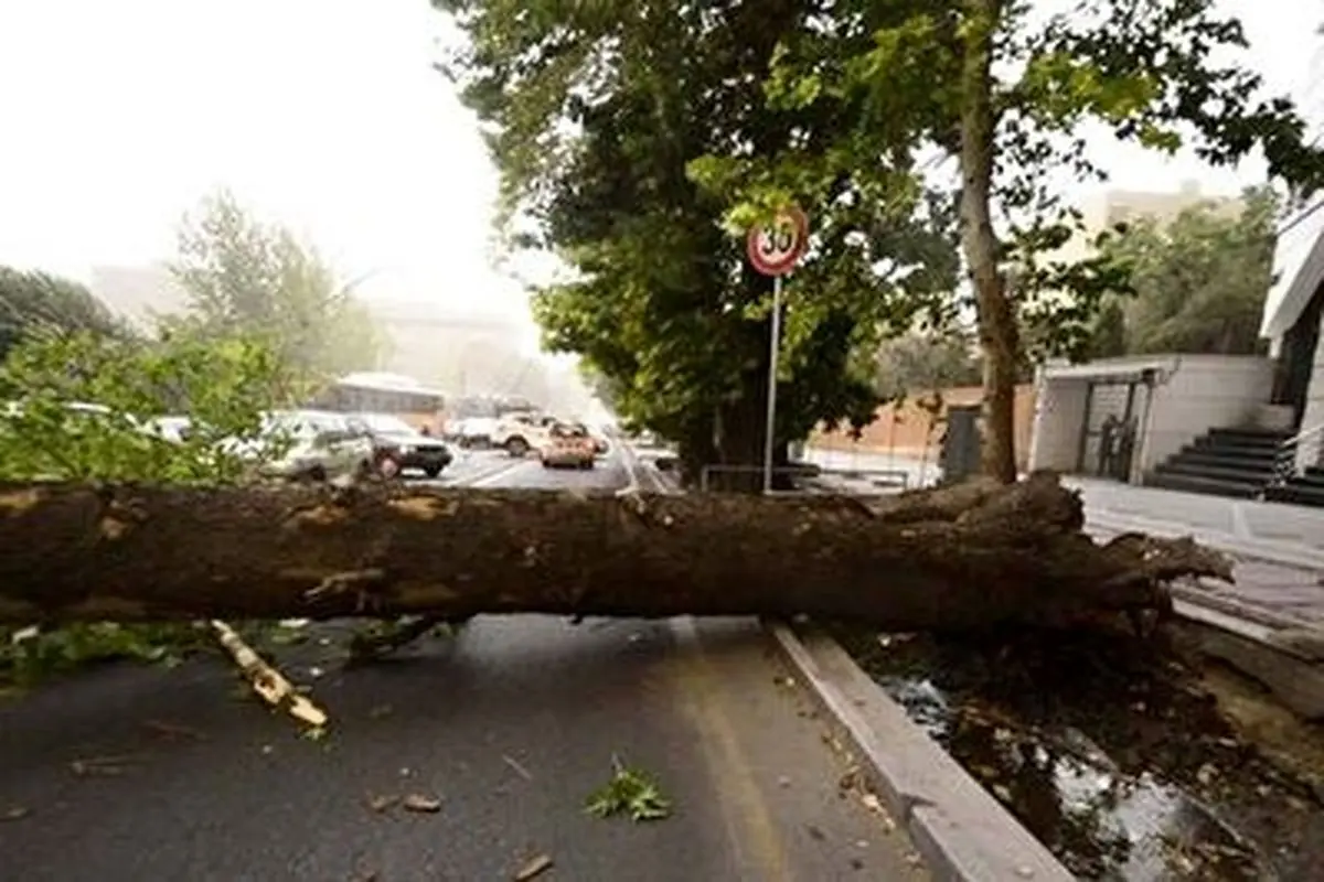 سقوط درخت در پی طوفان شدید در تهران+ فیلم