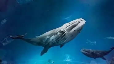 مهمان عظیم الجثه ترس به جان غواصان انداخت+ فیلم