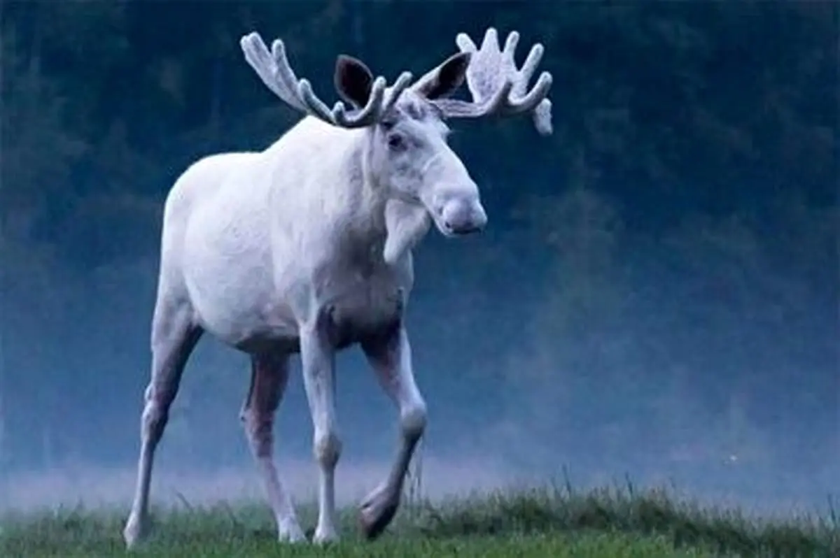 ویدئویی از یک گوزن سفید جذاب