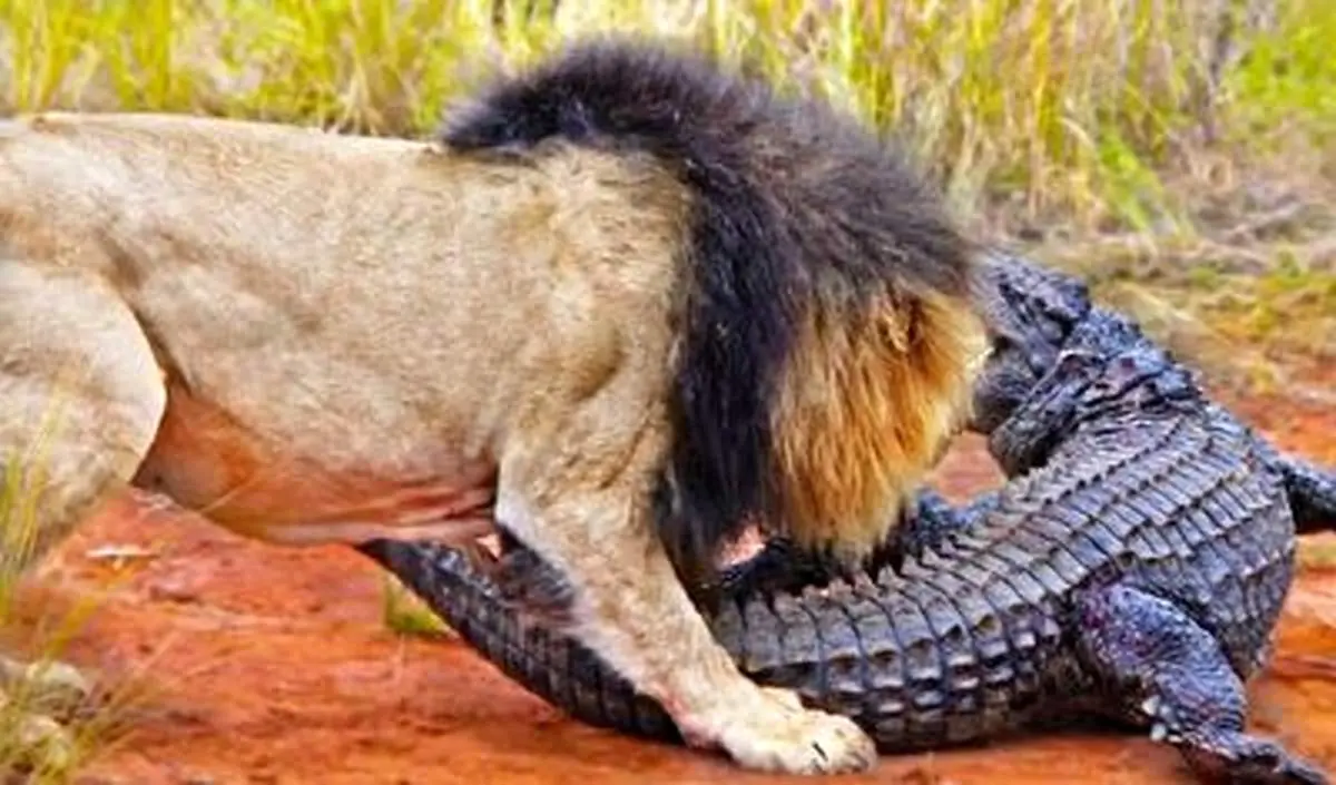 تمساح ها به شیر گرسنه هم رحم نکردند! + فیلم