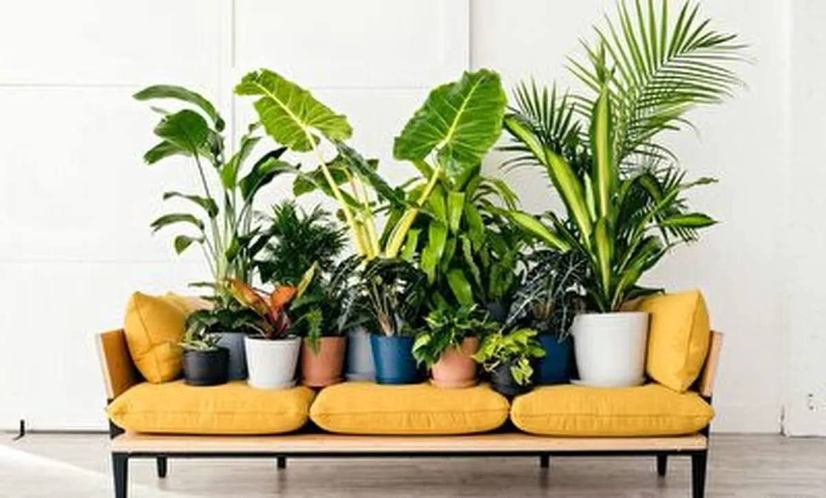 چند ترفند برای پرپشت کردن گل و گیاه+ فیلم