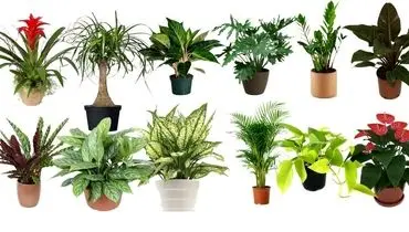 این گیاهان آپارتمانی را جابجا نکنید