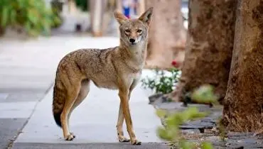 لحظه تماشایی شکار موش صحرایی توسط کایوت+ فیلم