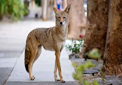 شکار موش توسط یک روباه در میدان هفت تیر تهران! +فیلم