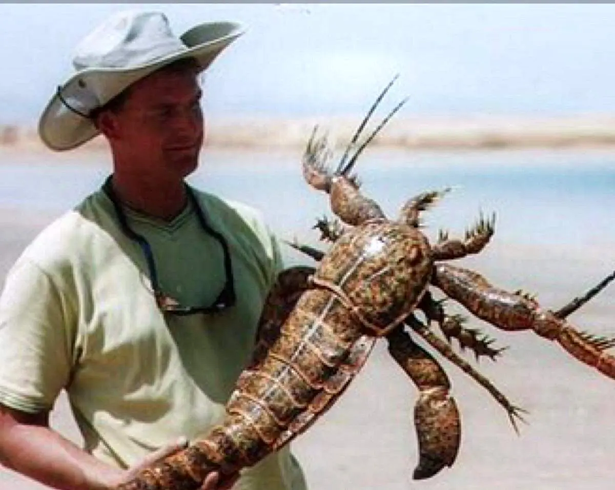 کشف گونه منقرض شده عقرب دریایی ۲ متری در استرالیا+ عکس