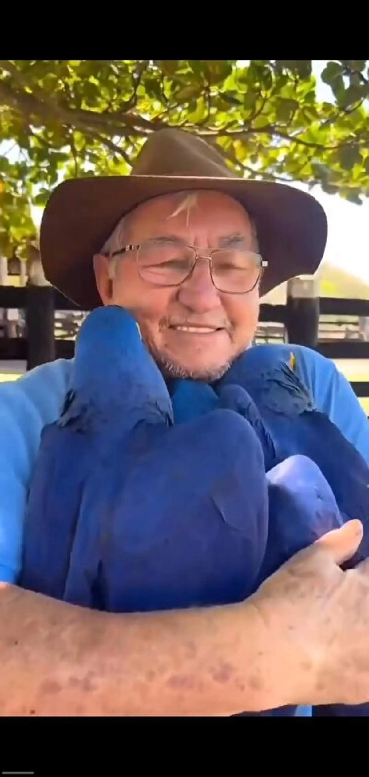 عشق بی حد سه طوطی زیبا با صاحب مهربان +فیلم