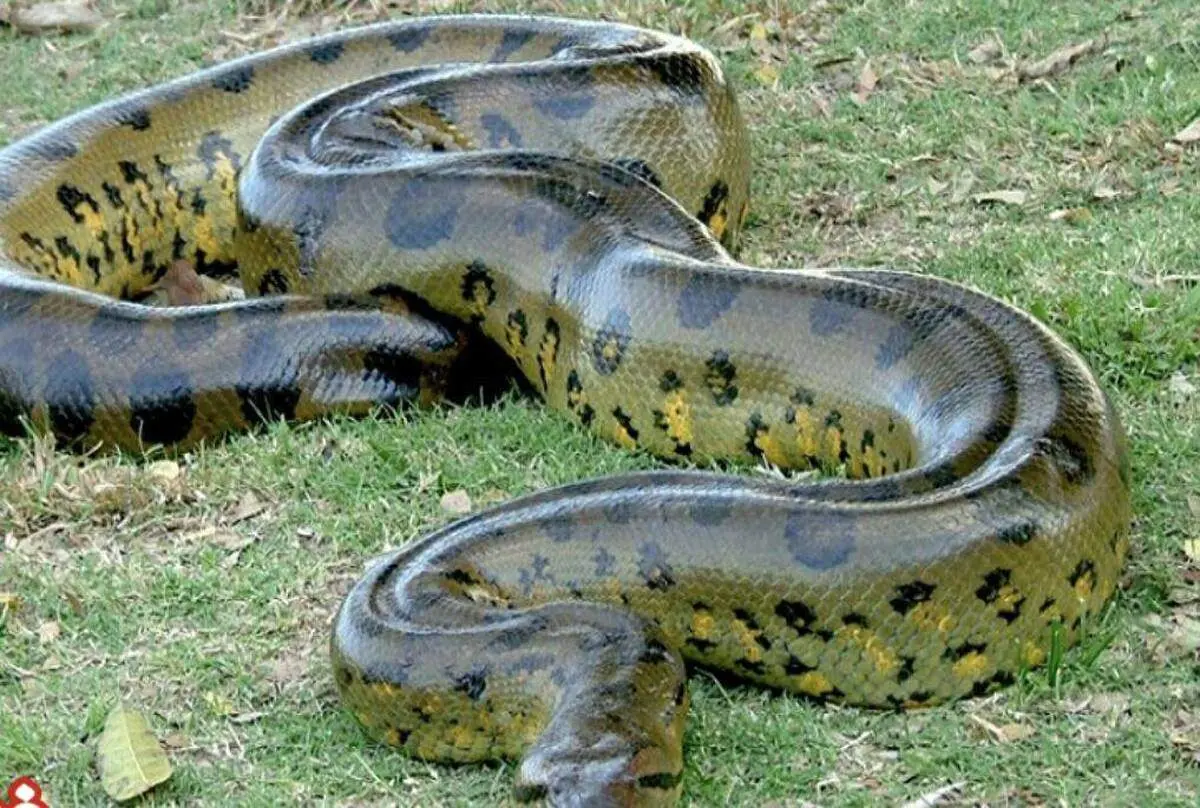 پیدا شدن مار غول پیکر در شفت گیلان تکذیب شد