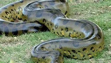 پیدا شدن مار غول پیکر در شفت گیلان تکذیب شد