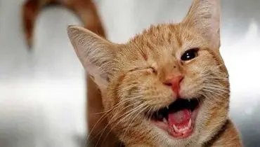 گربه ای که صاحبش را به خاطر چشمانش مسخره می کند!+ فیلم