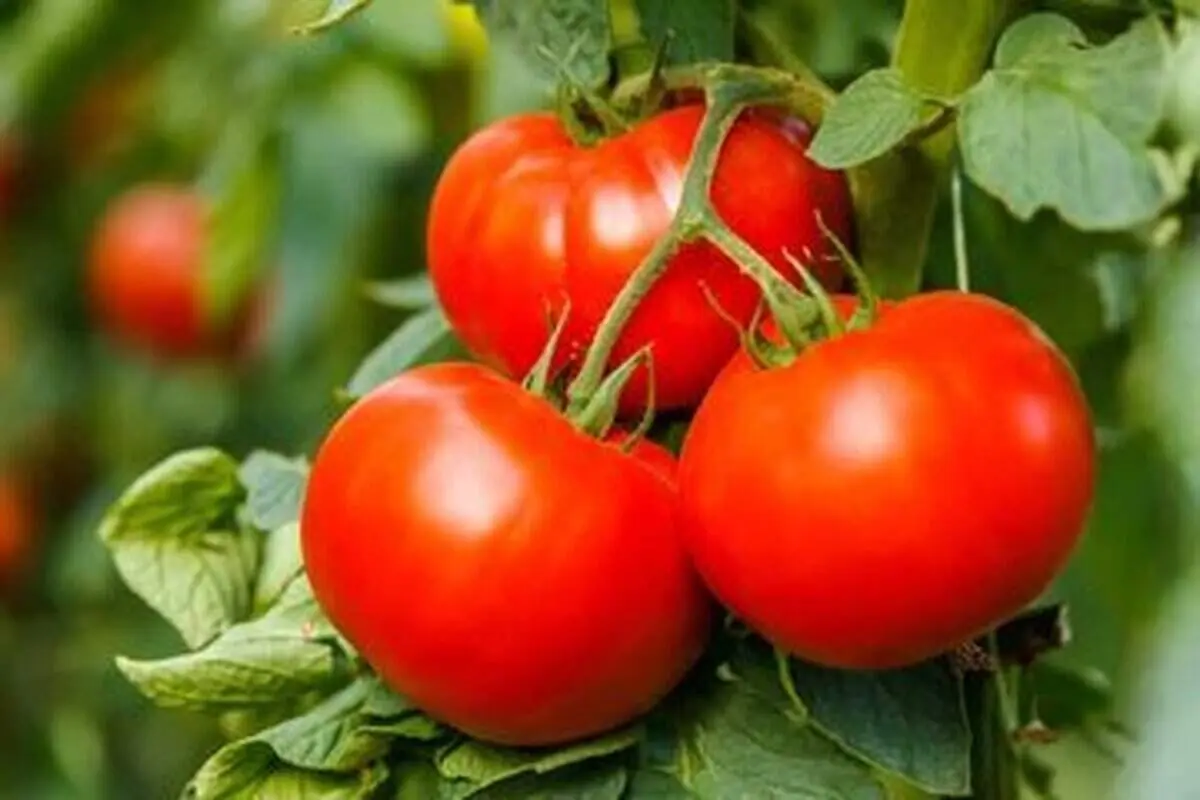 روش های کاربردی برای فریز کردن گوجه فرنگی