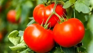 روش های کاربردی برای فریز کردن گوجه فرنگی