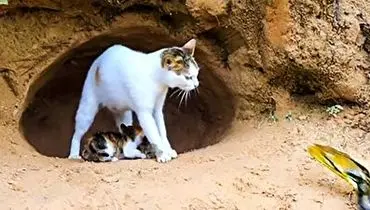 دفاع جانانه گربه مادر از بچه اش در مقابل مار پیتون+ فیلم