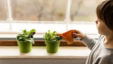 گیاهان آپارتمانی مفید برای سلامتی کدامند؟