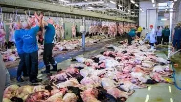 گوشت‌های قربانی حج به ایران می آید؟