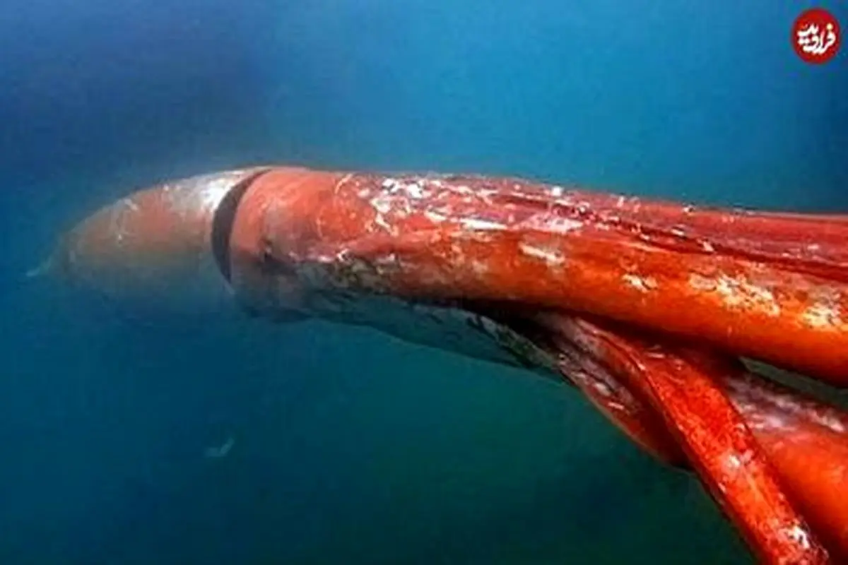 از دیدن این ماهی مرکب عظیم الجثه در ژاپن حیرت زده می شوید+ فیلم