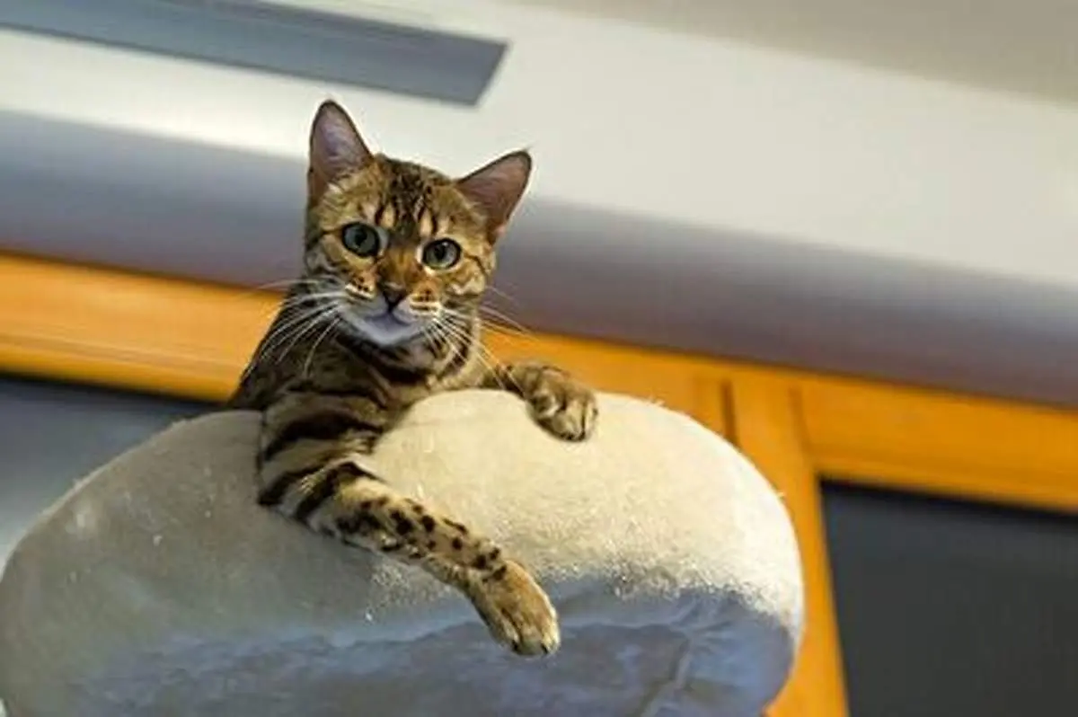 شوخی عجیب و ترسناک با چند گربه +فیلم