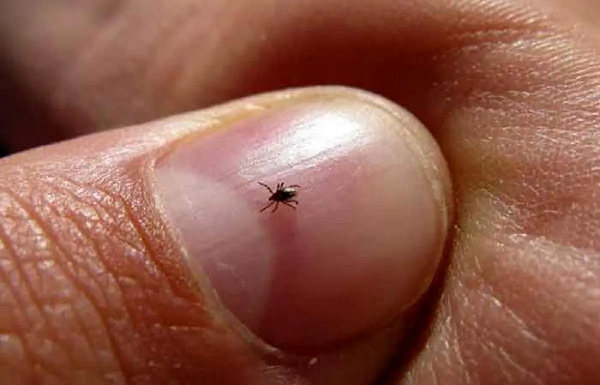 استفاده عجیب کَنه‌ها از الکتریسیته!