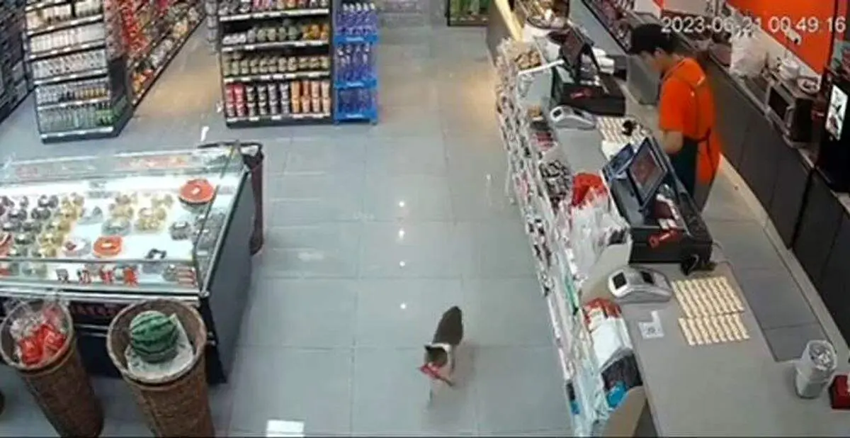 گربه سارق به روایت فیلم دوربین مداربسته!